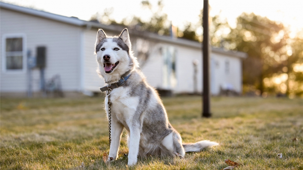 可愛的哈士奇犬高清桌面壁紙