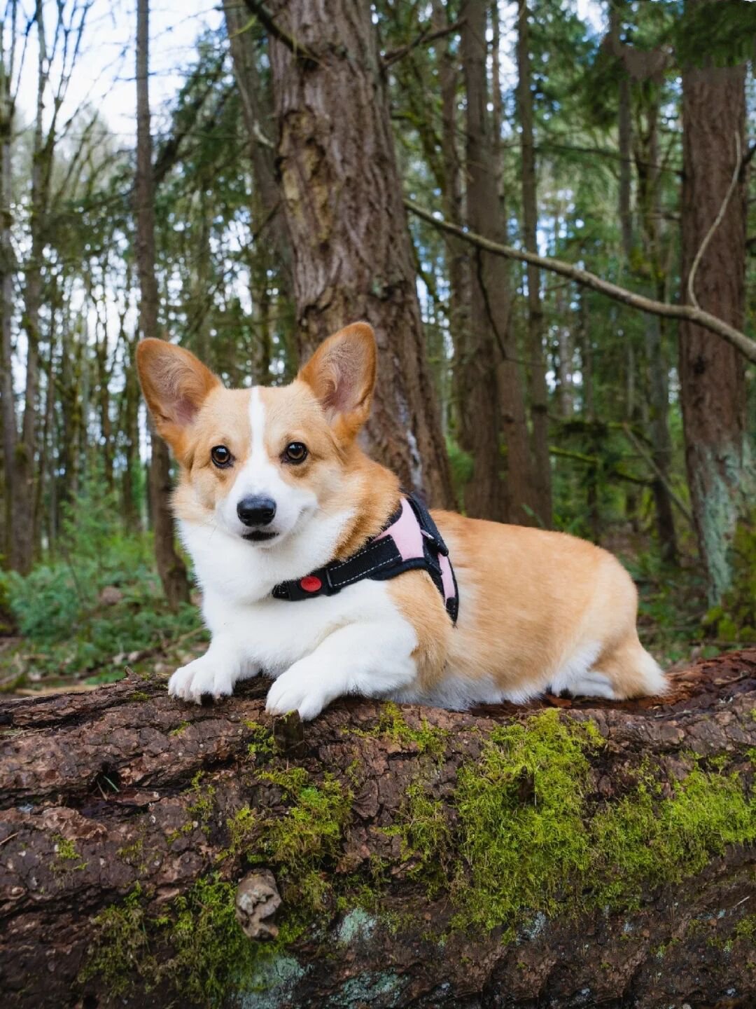 在林間凹造型的柯基犬圖片