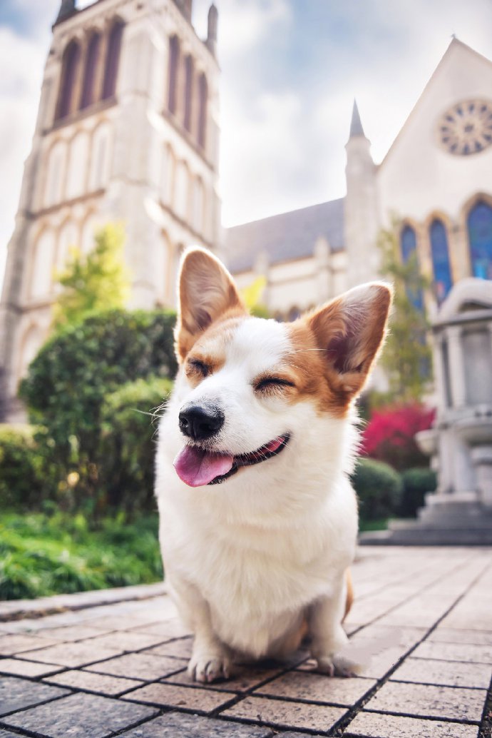 一只超爱笑的柯基犬图片