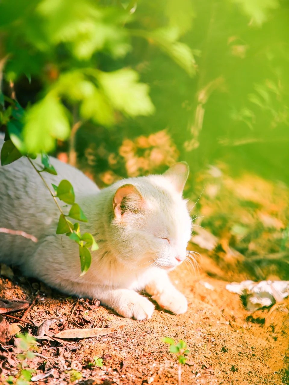 隐藏很深一种朦胧美感的猫咪图片