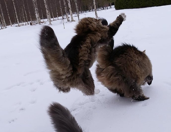 在雪地里飞驰的西伯利亚森林猫图片