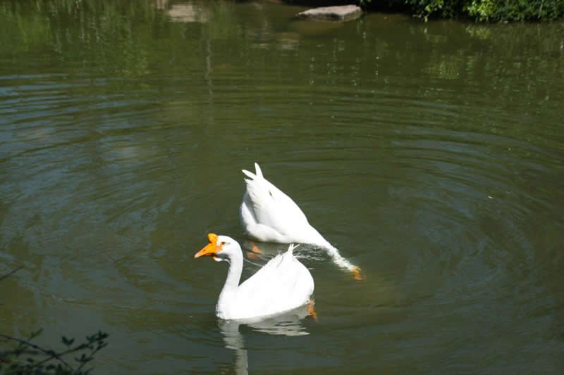 公園里往綠蔭游去想要乘涼的大白鵝圖片