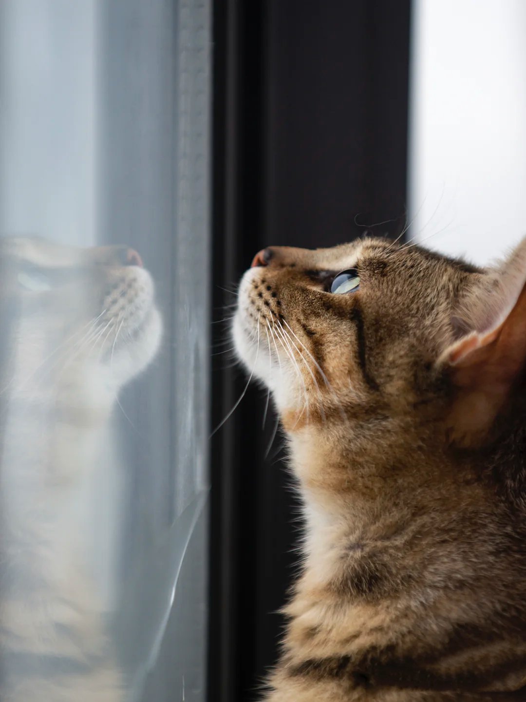 眼睛像银河一样美丽的圆眼狸花猫图片