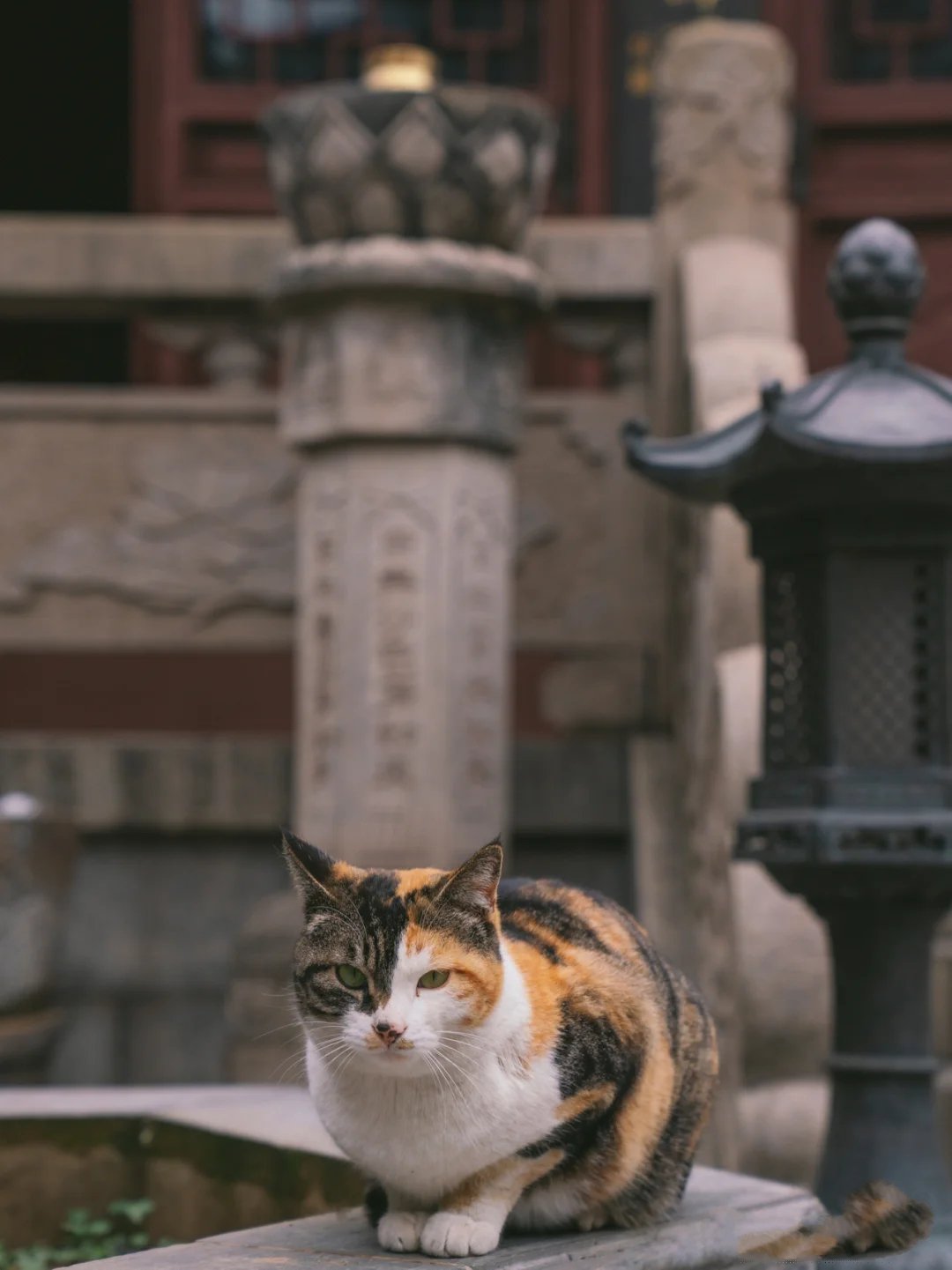 寺庙中宁静具有佛性的三花猫丢丢图片