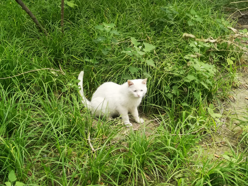 绿色草丛与白色猫咪形成鲜明对比的图片