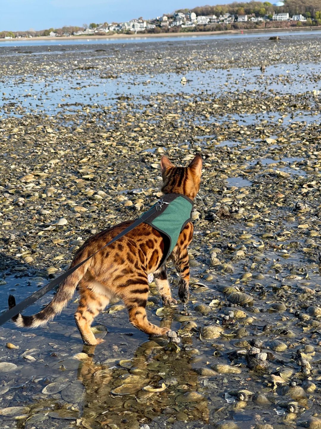 一组会赶海不怕水的活泼豹纹猫图片