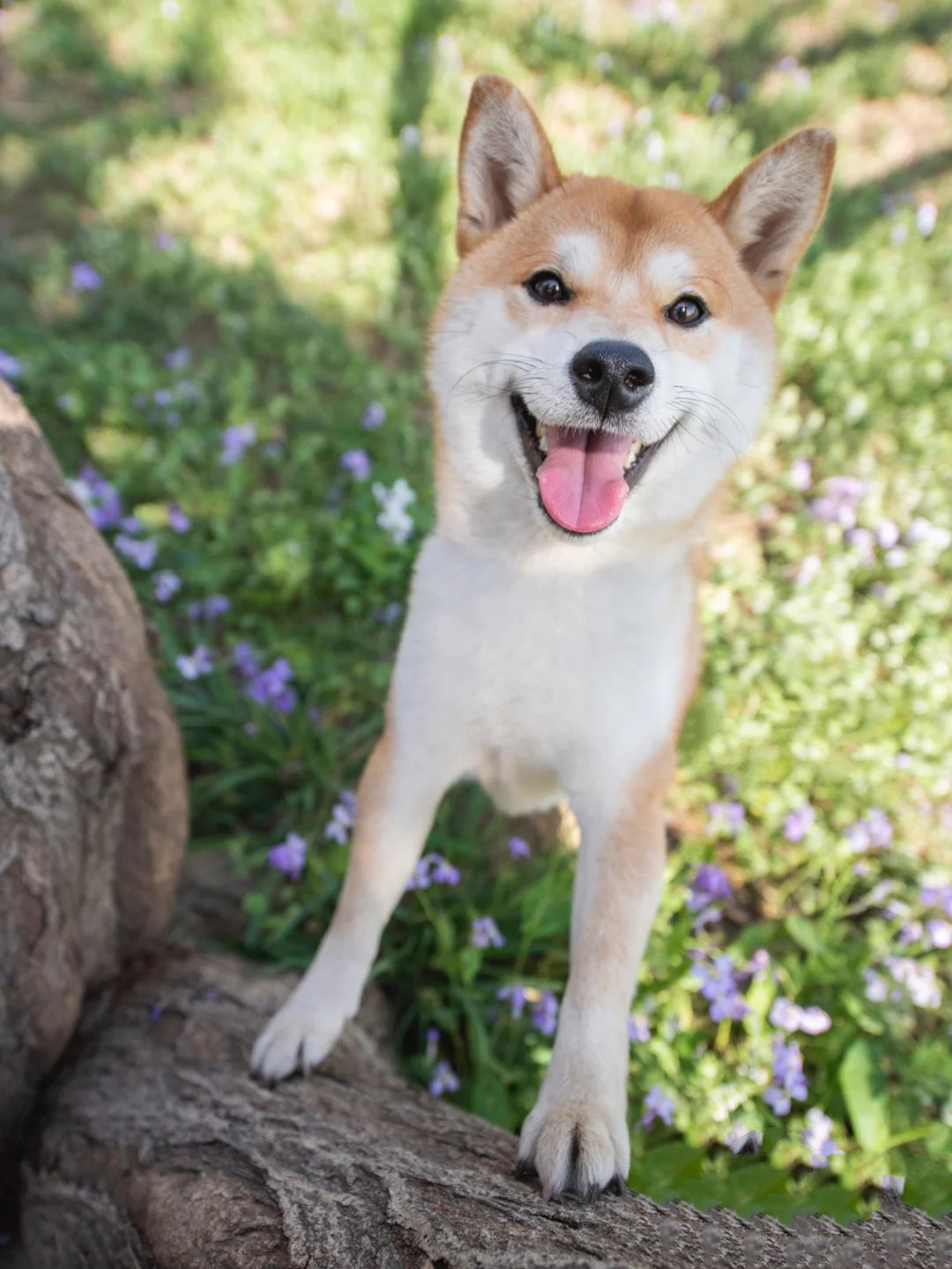 一组萌宠柴犬春日写真图片