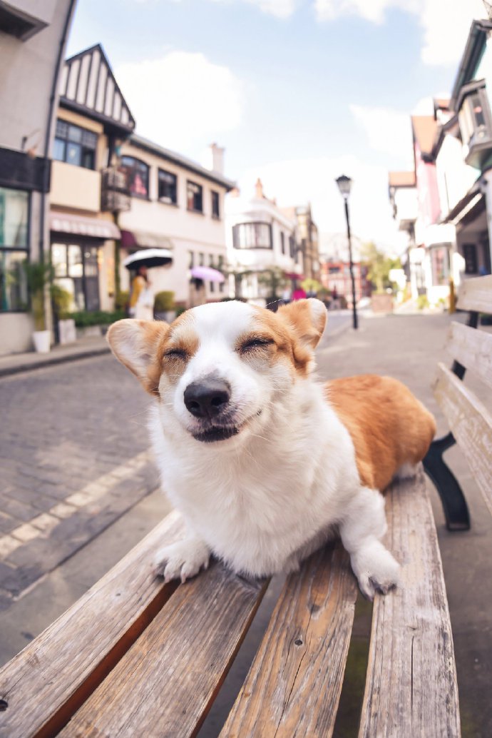 一只超爱笑的柯基犬图片