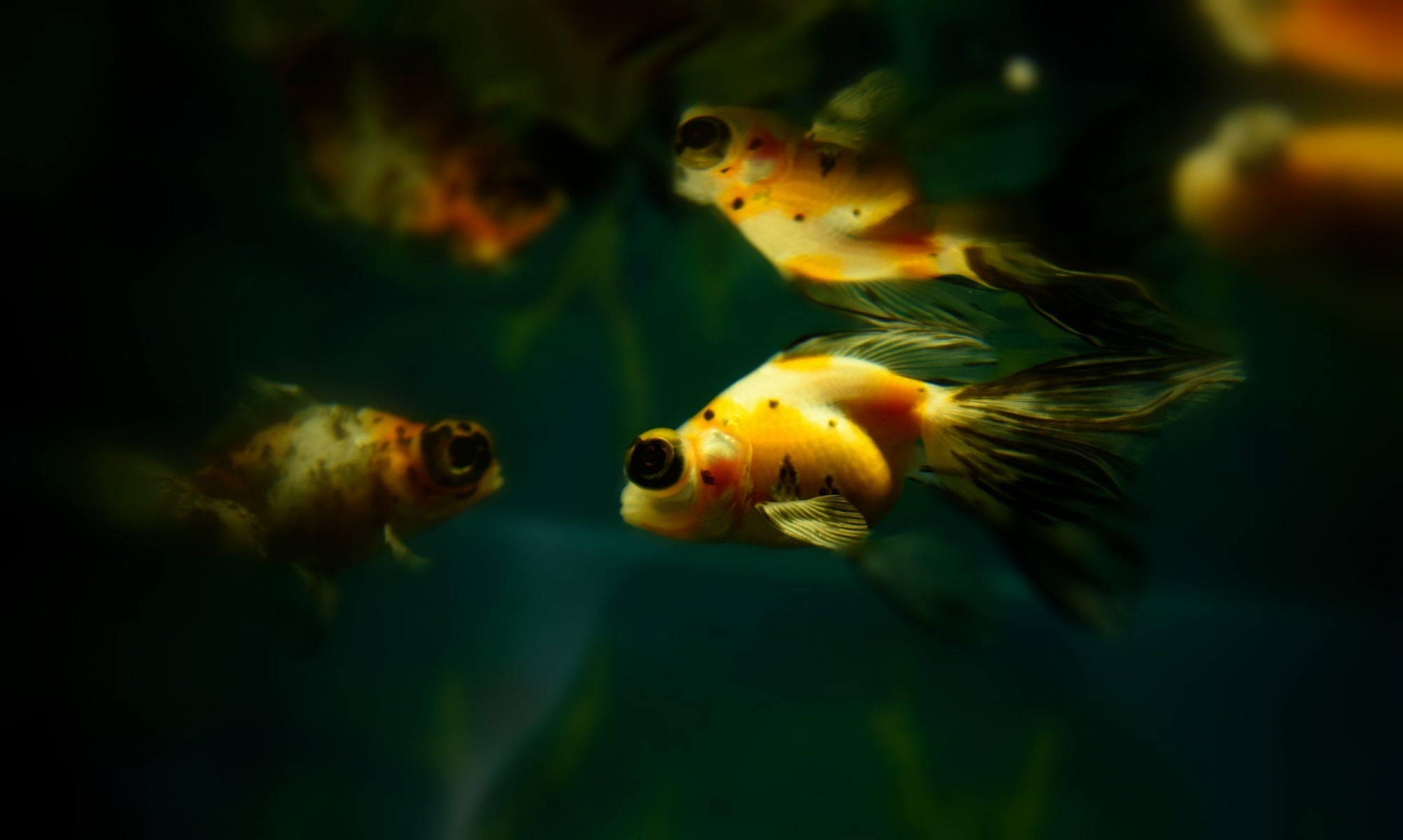 一组大眼睛的黄色金鱼图片
