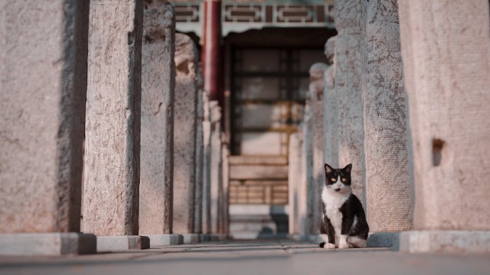 一只风华正茂的可爱猫