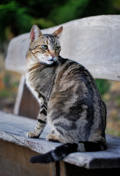 一组灰色的小猫图片