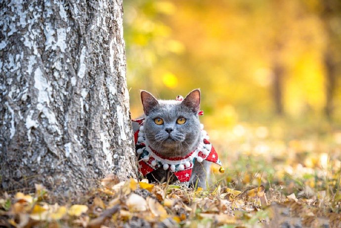 银杏树下的英短蓝猫摄影图片