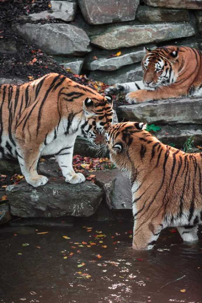 比利時天堂動物園的老虎們