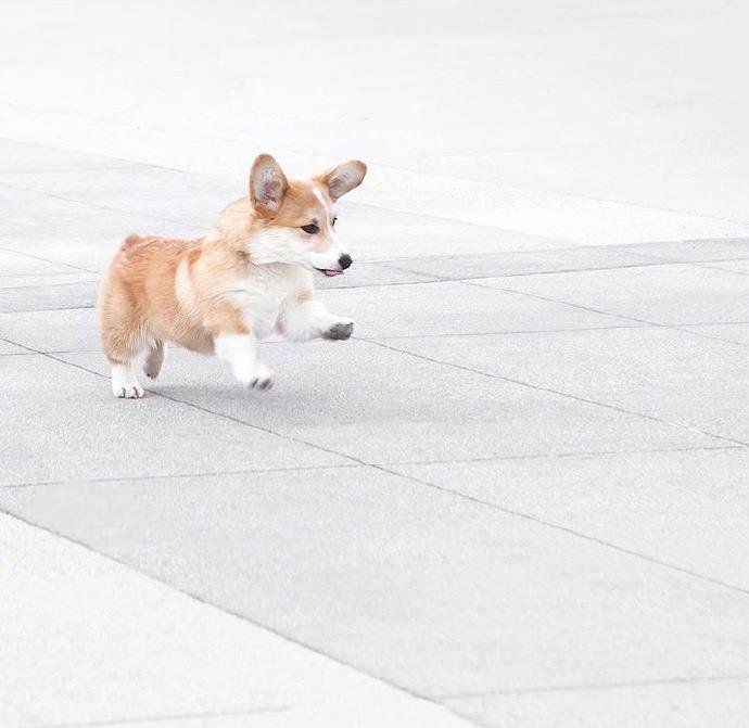 在沙灘上蹦跳的柯基犬圖片