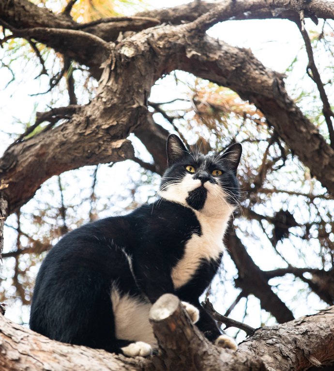 一只黑白相间的猫咪图片