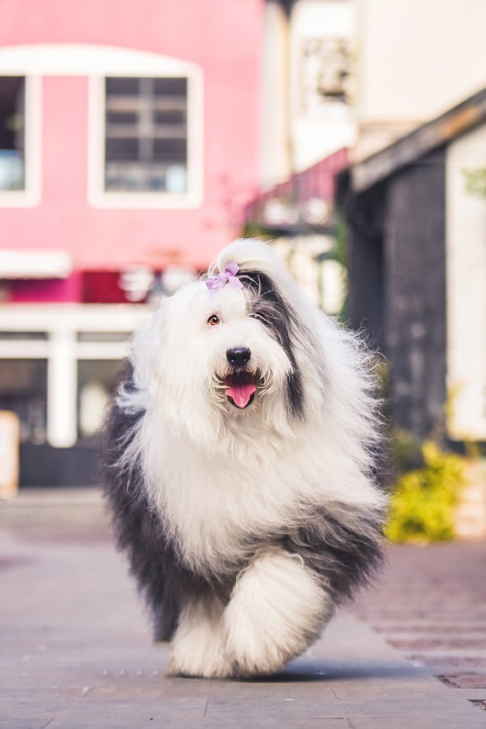 毛發(fā)飄逸的古牧犬