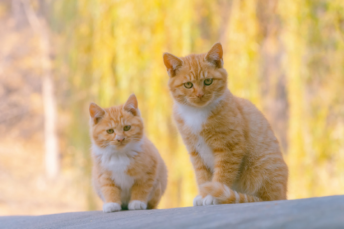 一组猫妈妈与猫宝宝相伴相随的图片