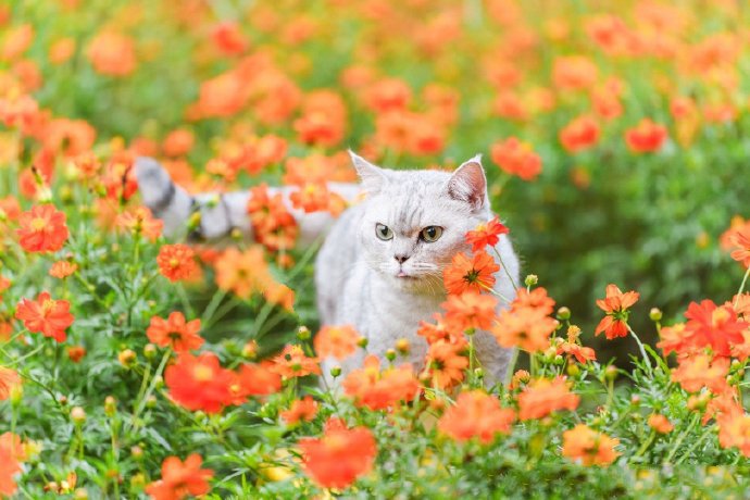 橙色花海里的可爱猫咪