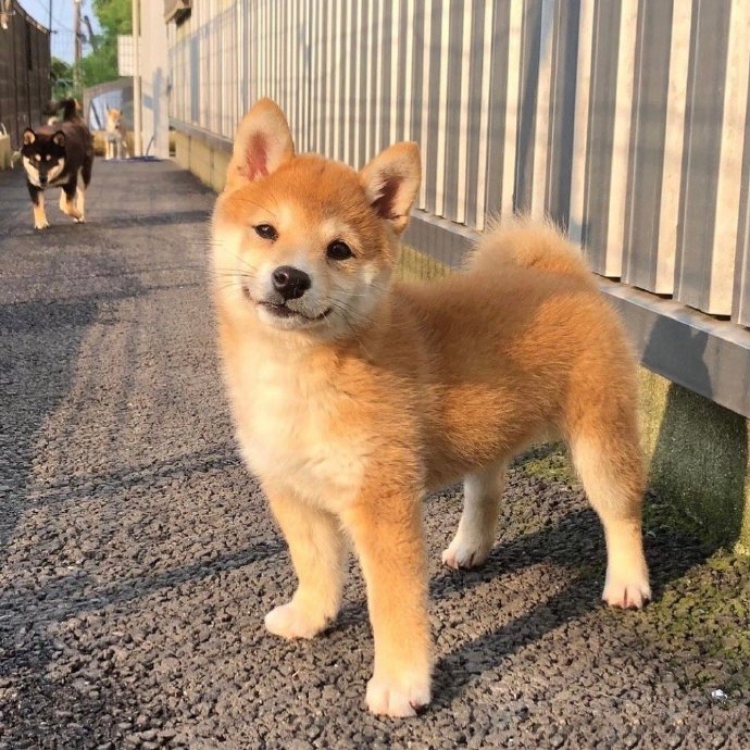 萌出表情包的可爱小柴犬图片