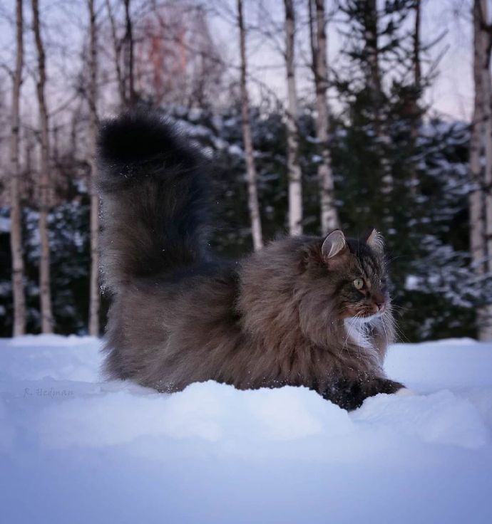 在雪地里飞驰的西伯利亚森林猫图片