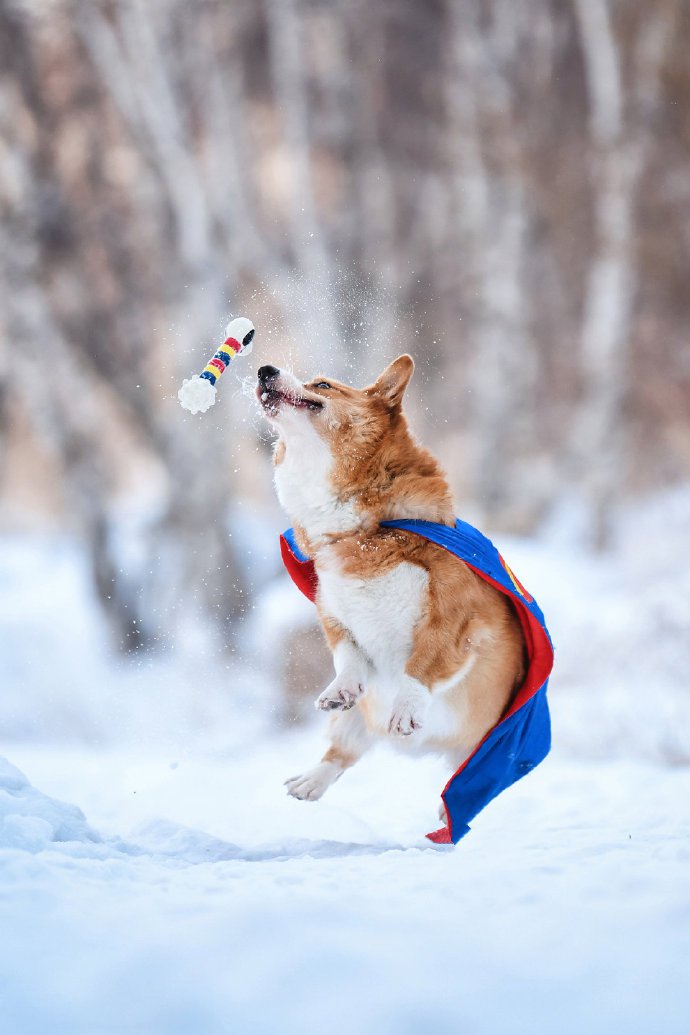 雪地上欢快跳动的狗狗们