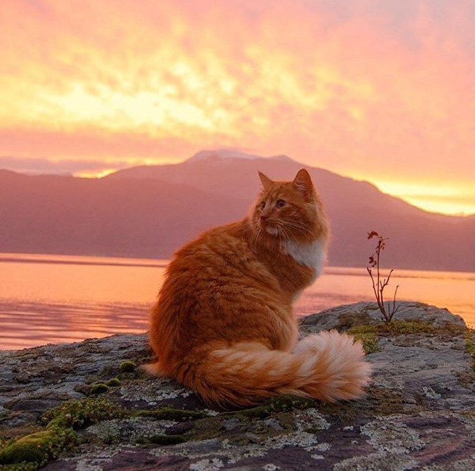 一只具有王者风范的猫猫