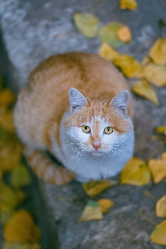 古北水镇深秋里，美猫胖猫皆带橘