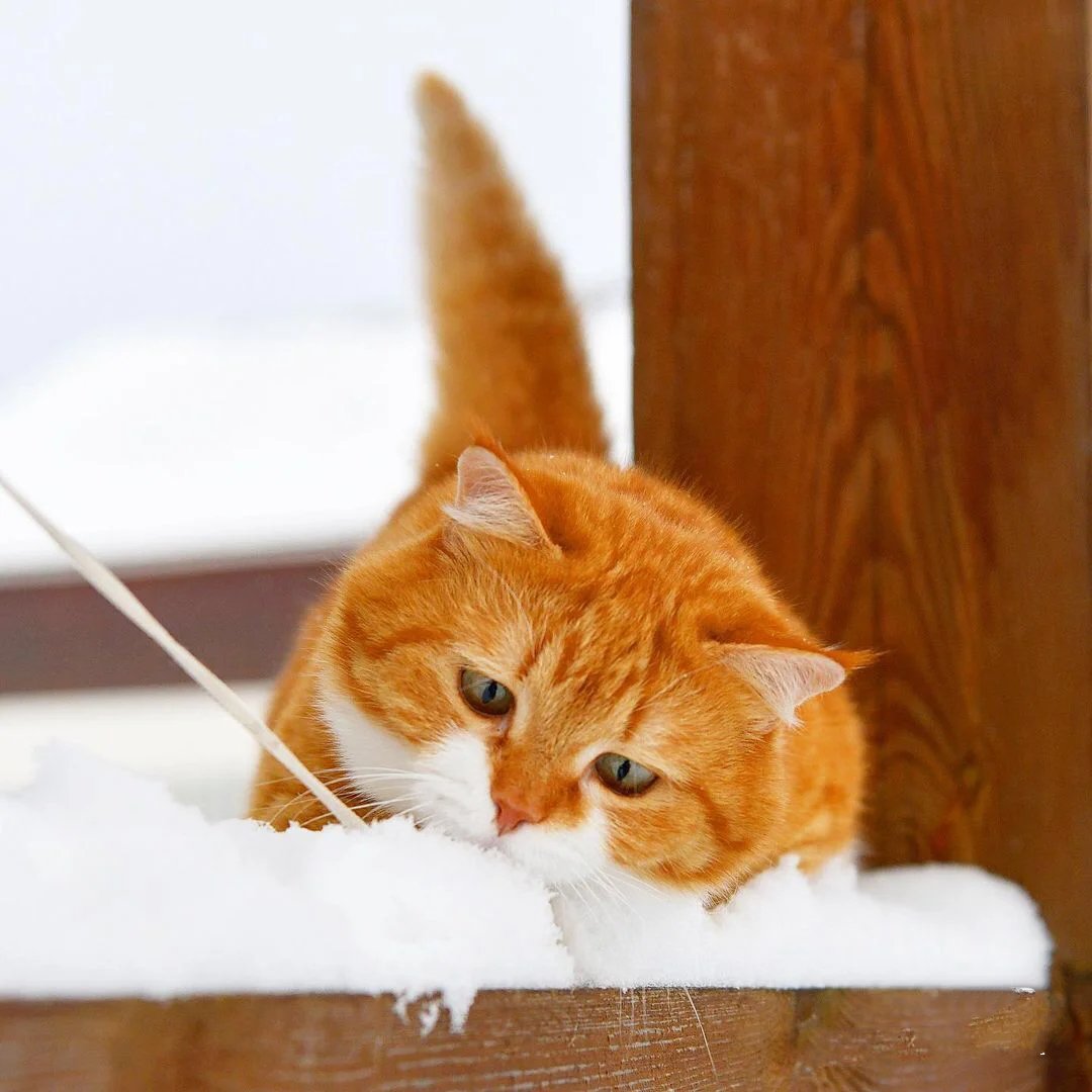 雄赳赳气昂昂跨过雪地的肥肥橘猫图片