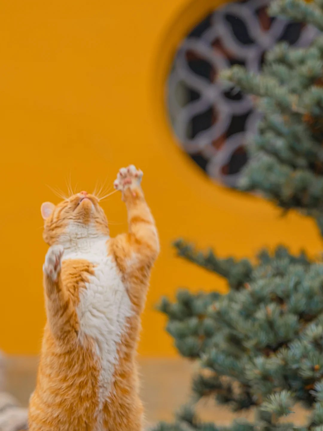 苏州西园寺里与墙面颜色相映的橘猫图片