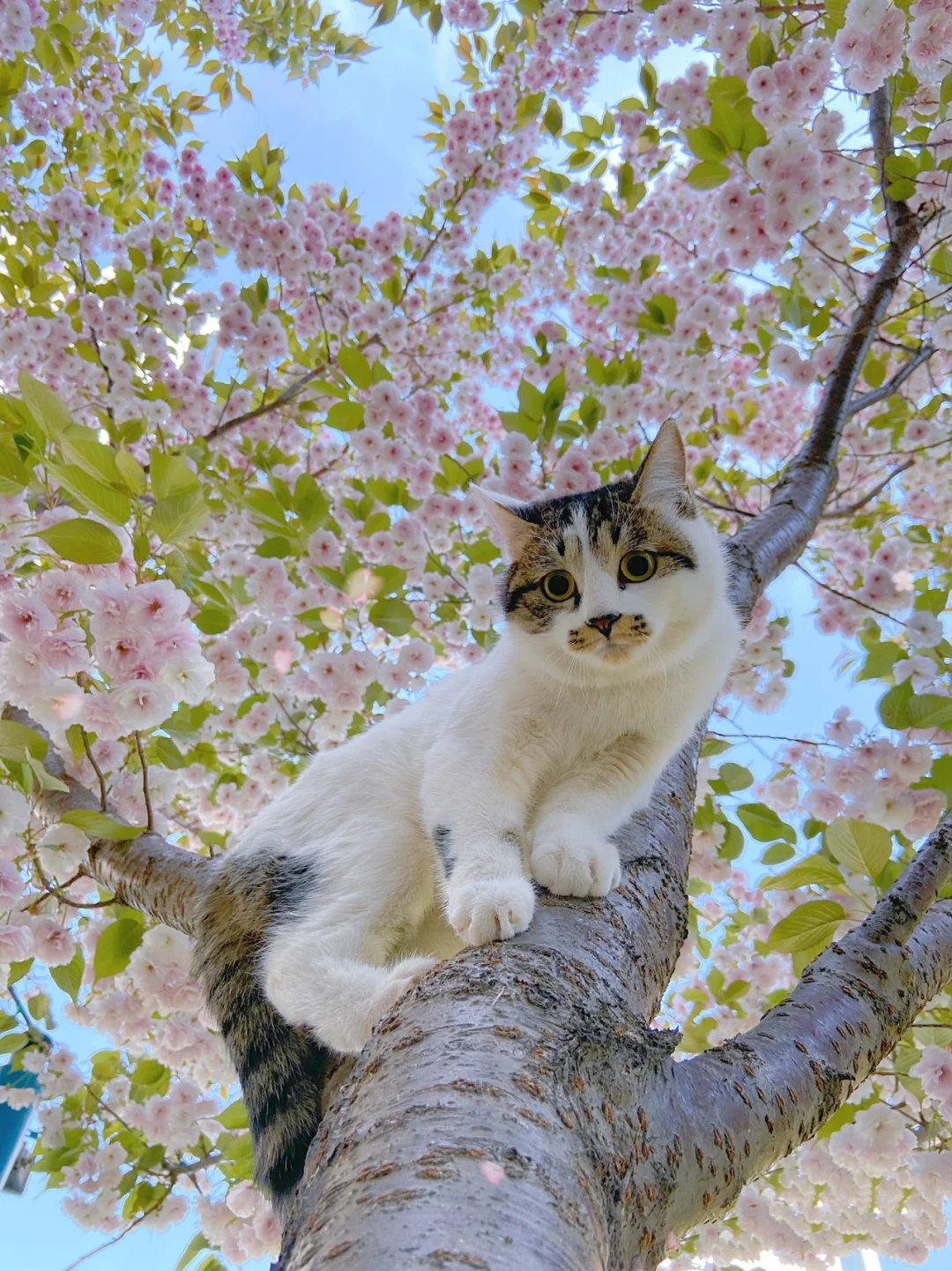 一只三花压海棠的优哉游哉猫咪图片