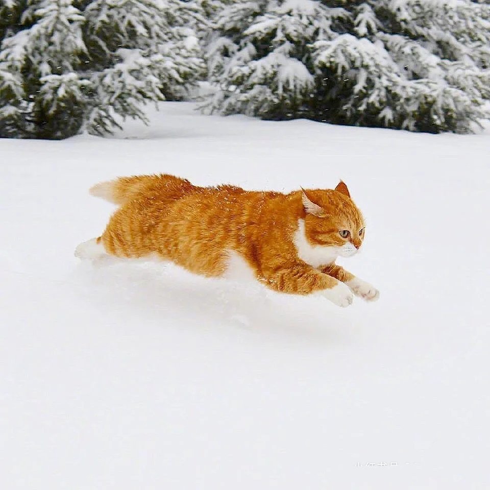 一组威武霸气在雪地疯狂奔跑的橘猫图片