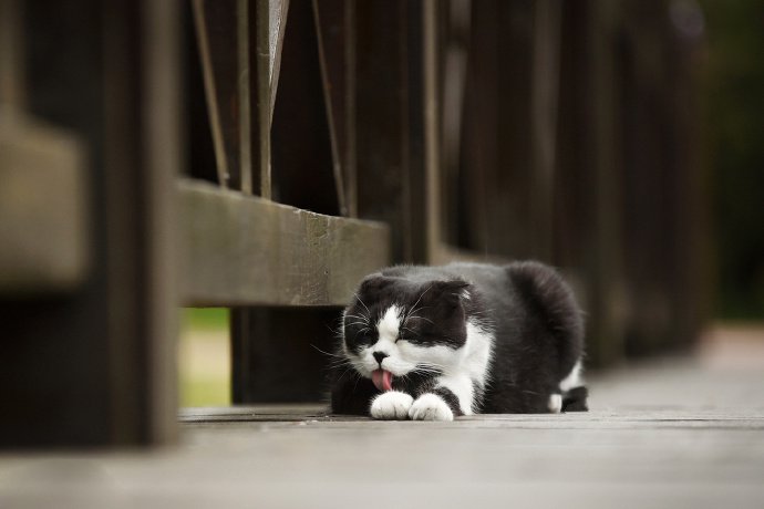 一组猫咪外景图片