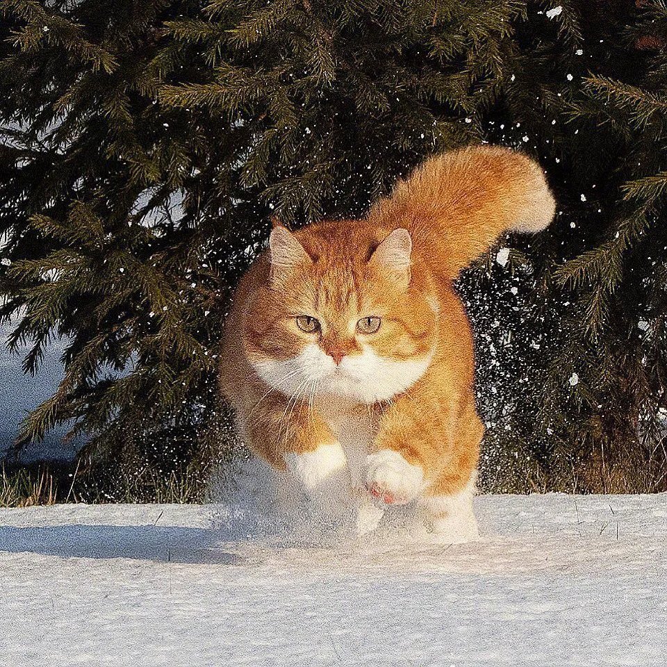 一组威武霸气在雪地疯狂奔跑的橘猫图片