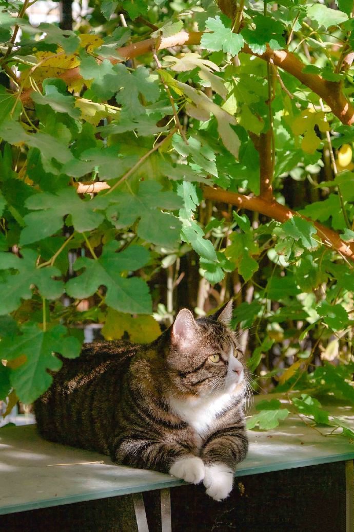 一组安静趴着的猫咪图片