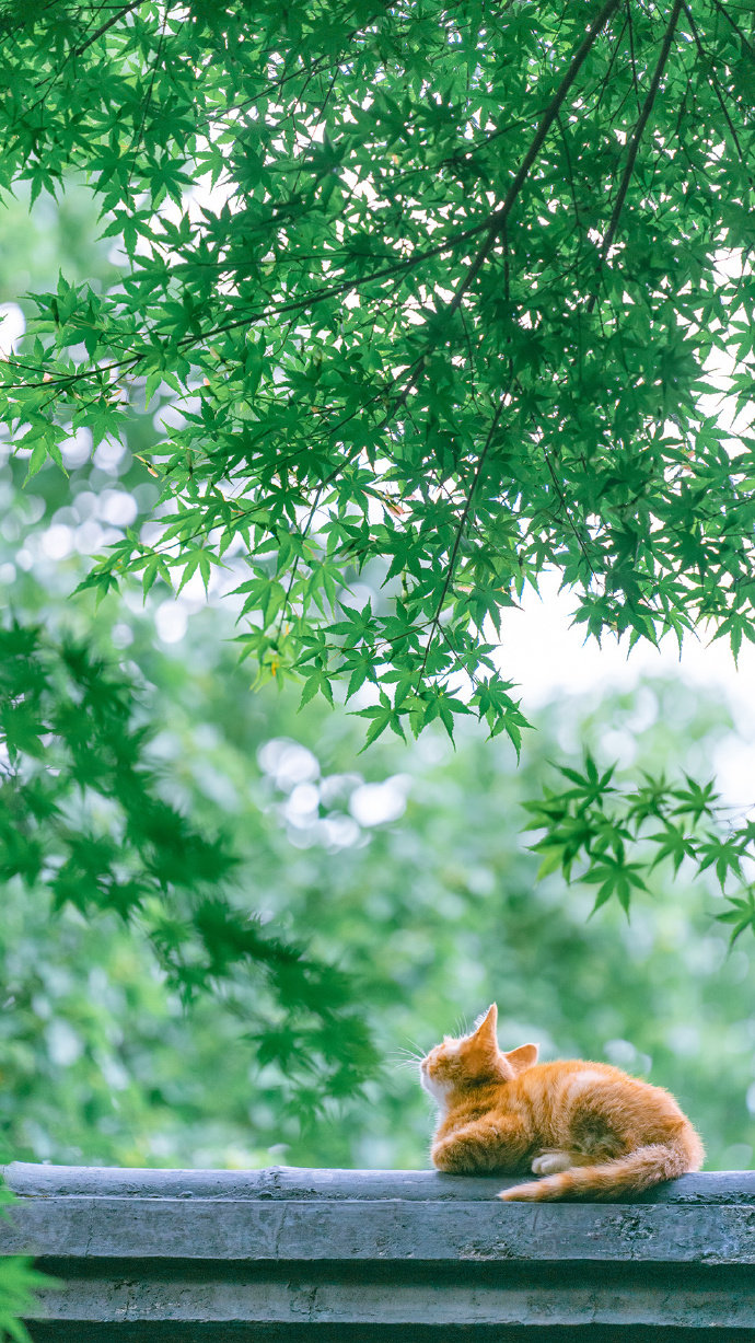 一组清凉的猫影壁纸图片