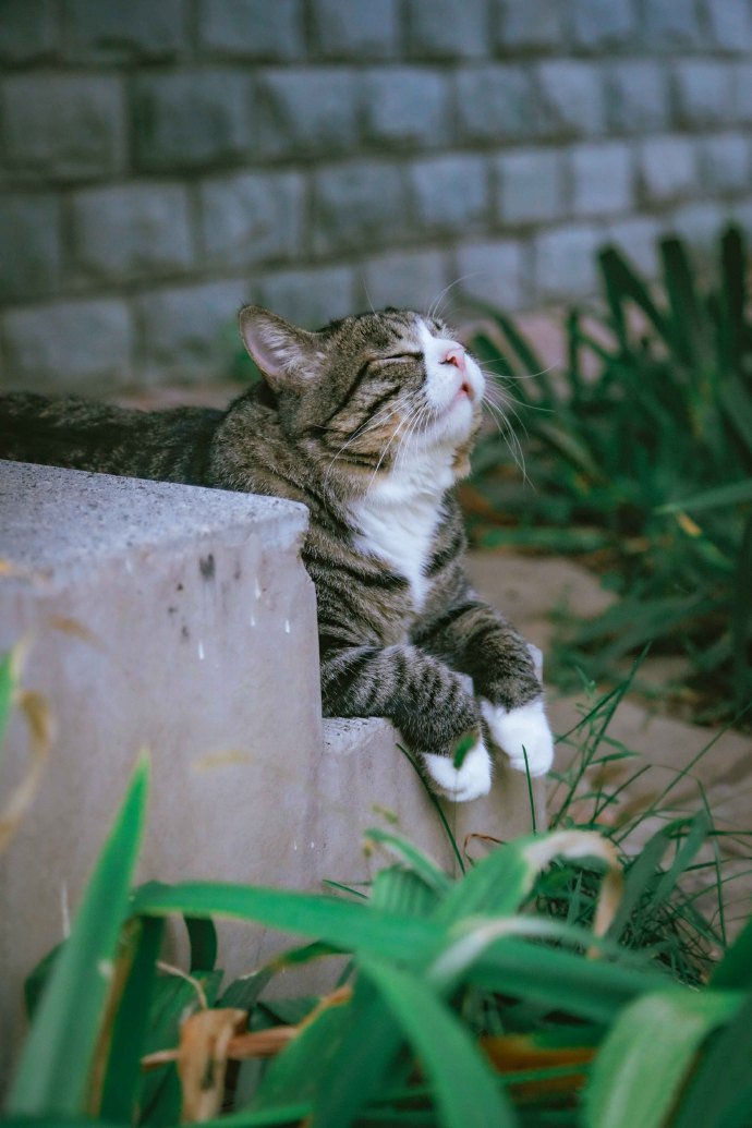 能爬树会撒娇的萌系狸花猫图片