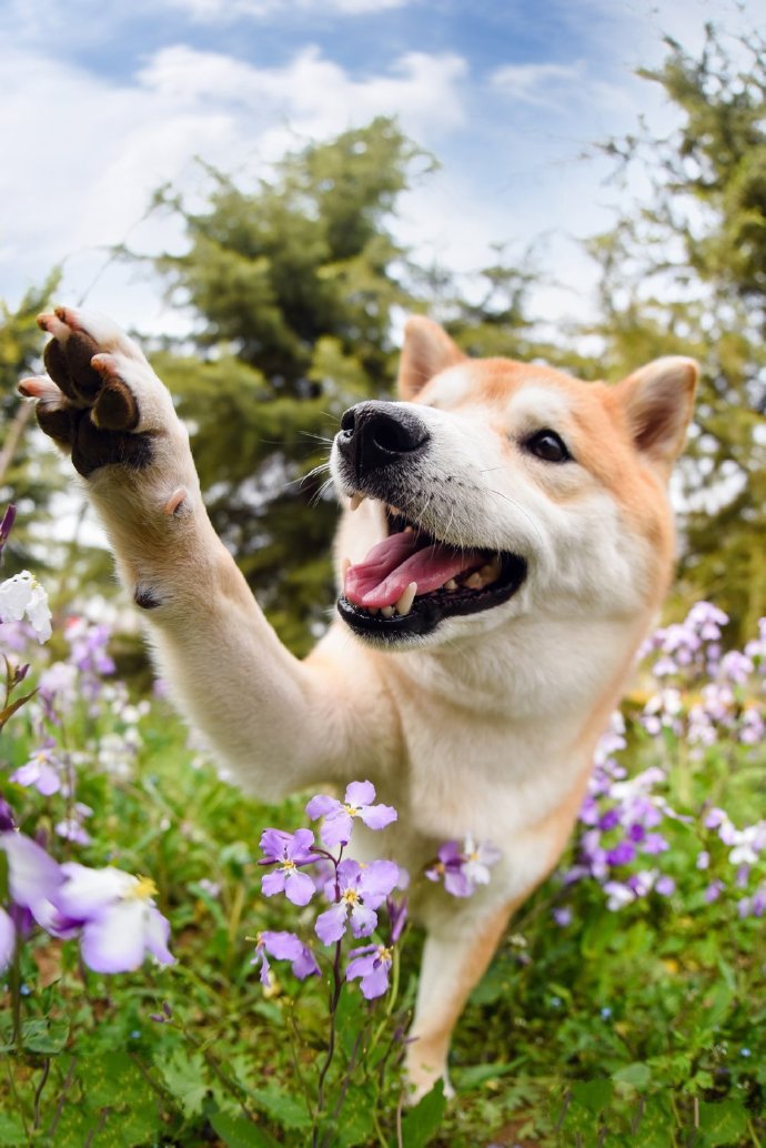 春天花丛里的柴犬摄影图片