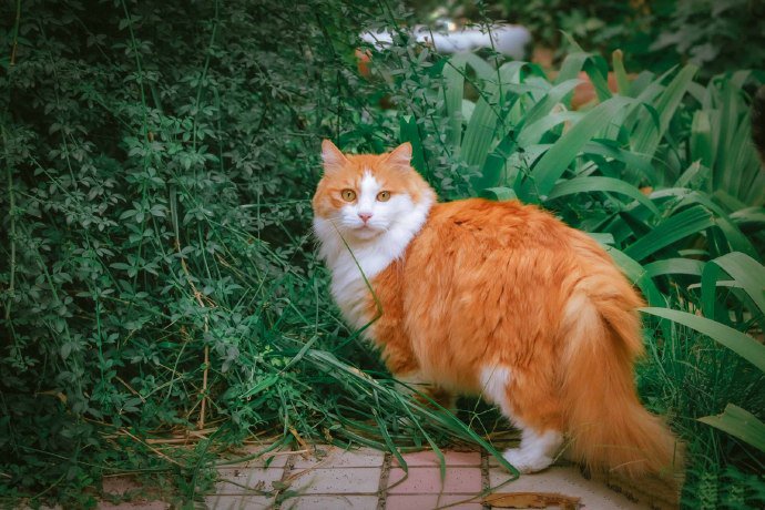 一群在花园里玩耍的猫咪图片