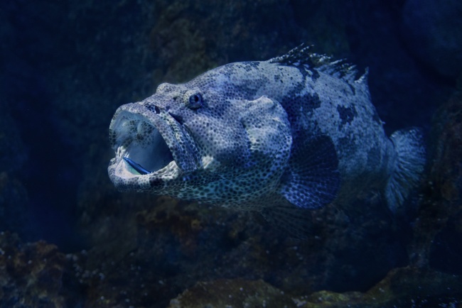 美麗的深海觀賞魚圖片