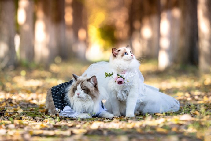 一组幸福甜蜜的布偶猫图片