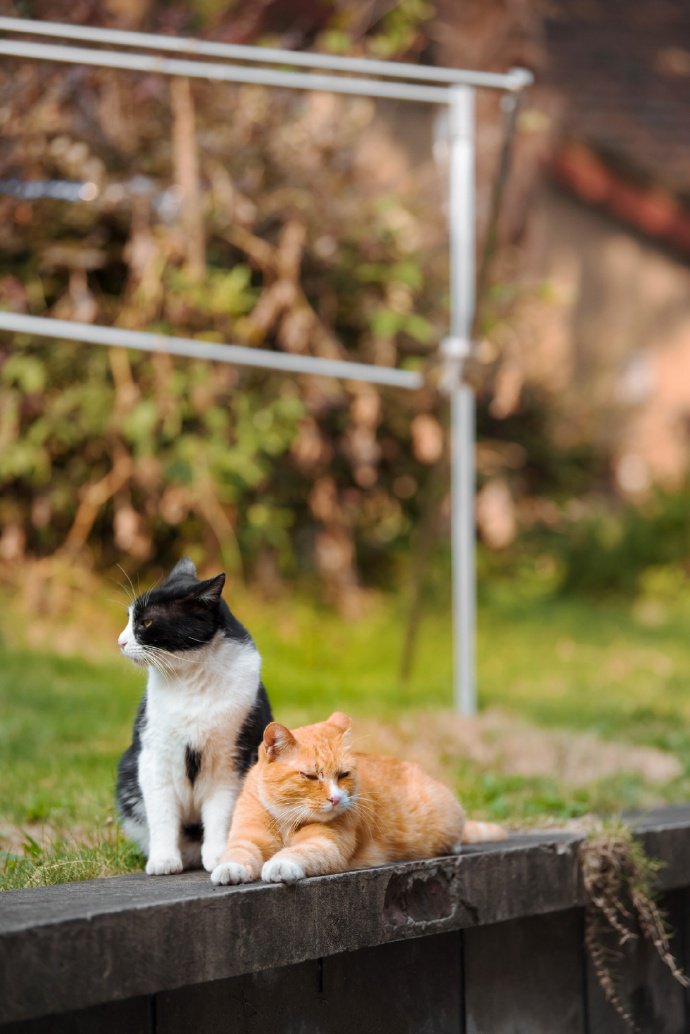 两只甜甜的猫咪图片