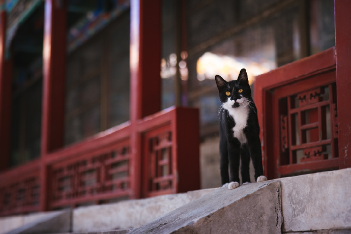 威武霸气的猫咪图片