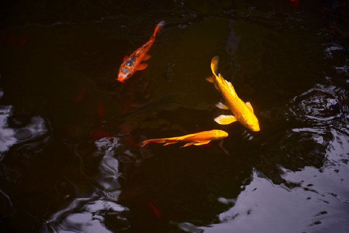 美妙的池中锦鲤图片