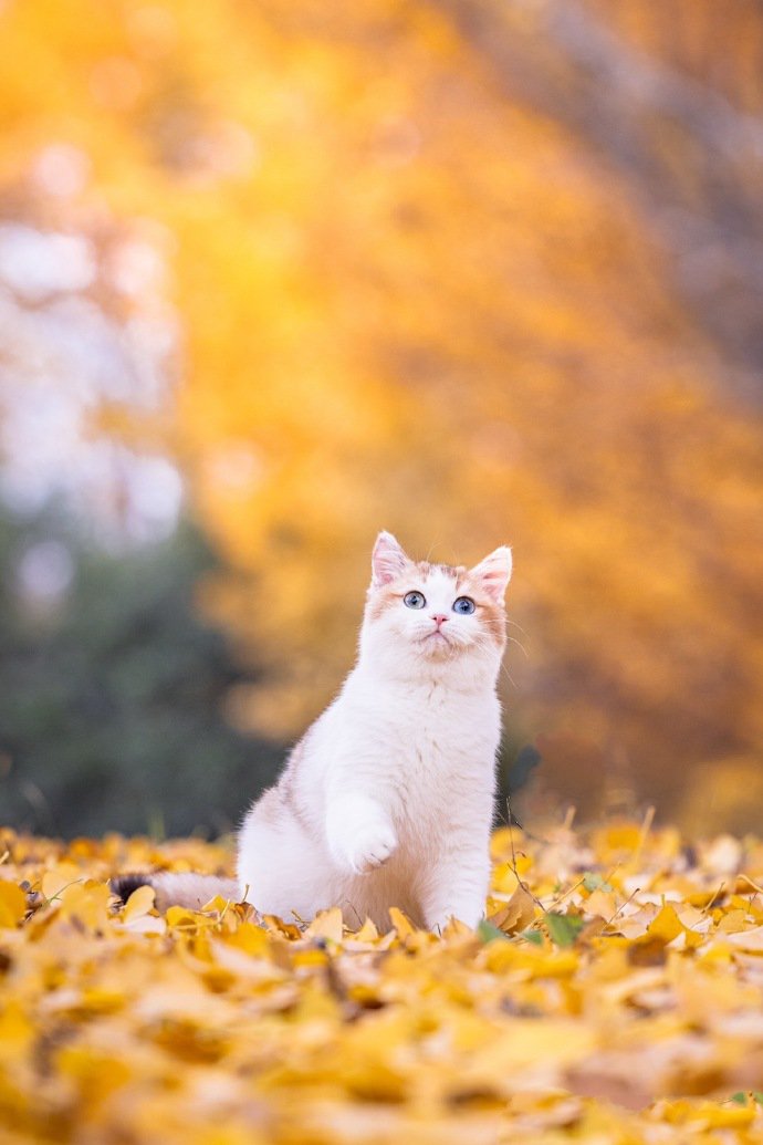 举手投足都萌萌哒的小猫咪图片