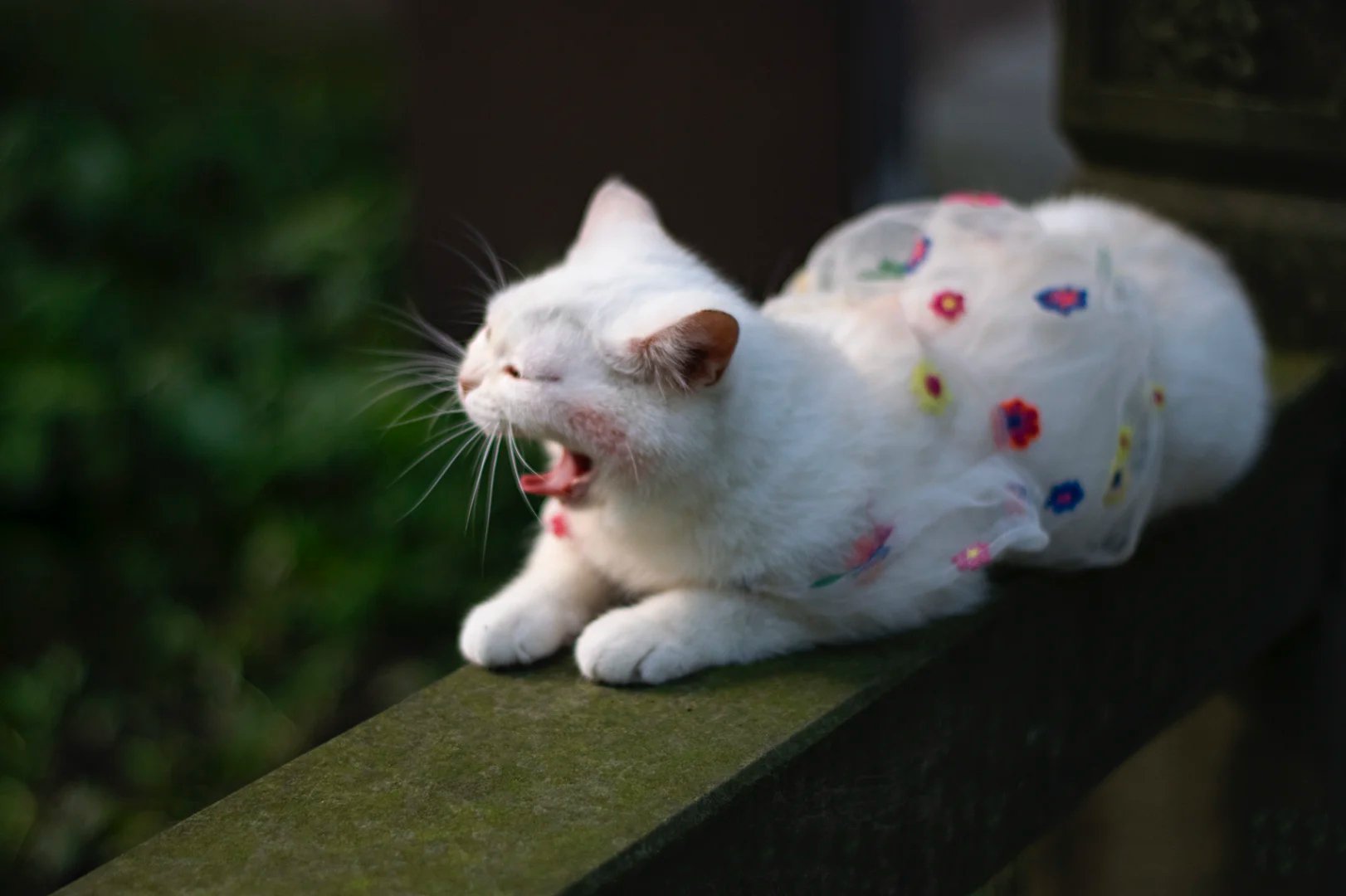 一组不停犯困的小碎花裙白色猫咪图片