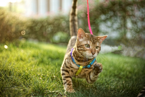 草地上玩耍的豹猫图片