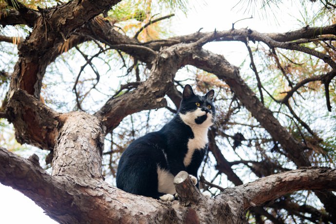 一只黑白相间的猫咪图片