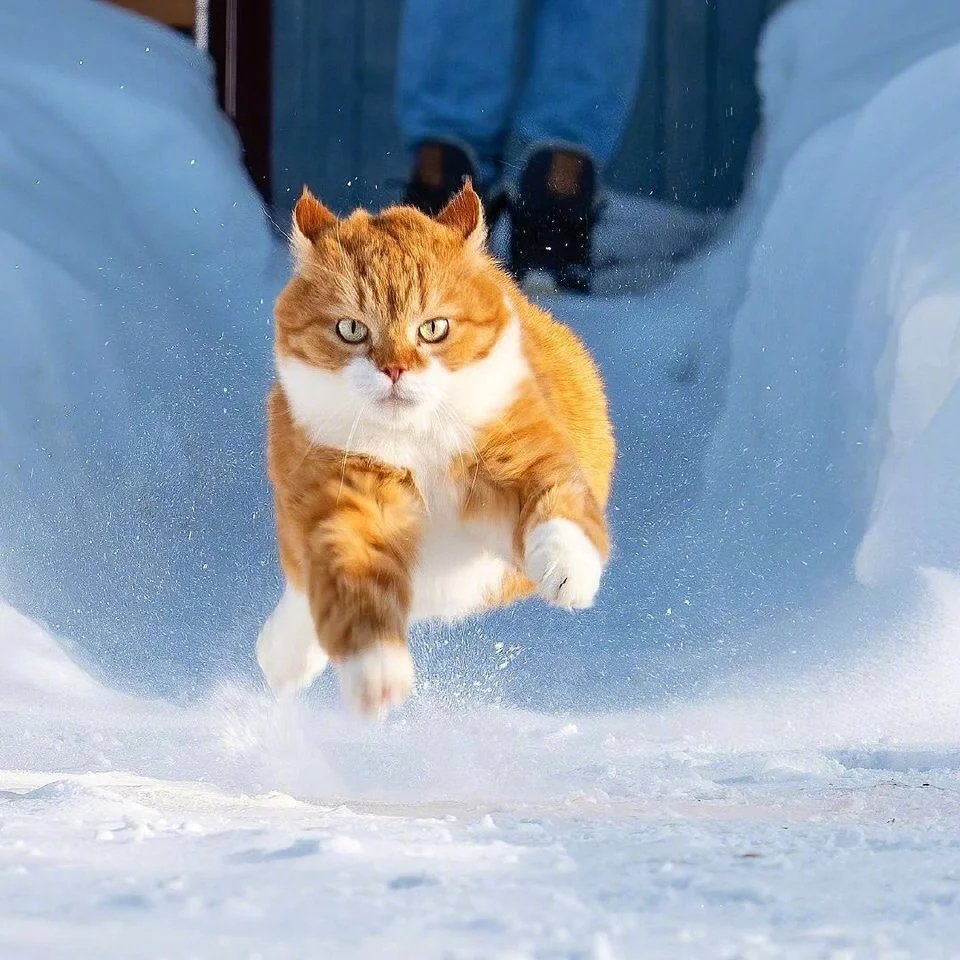 一组威武霸气在雪地疯狂奔跑的橘猫图片