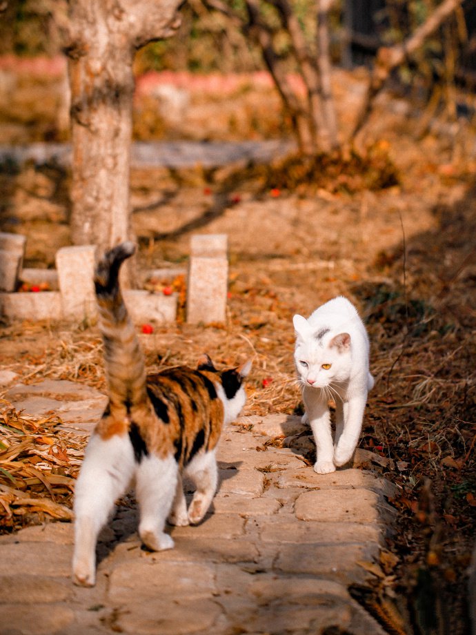 秋天草地上的猫咪图片