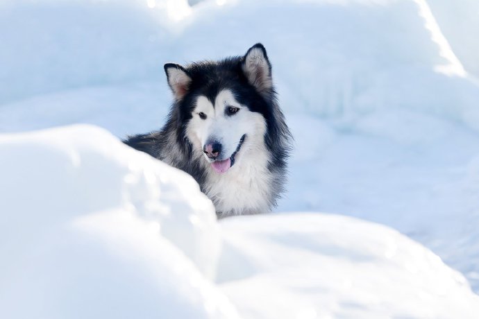 冰雪上的阿拉斯加狗狗圖片